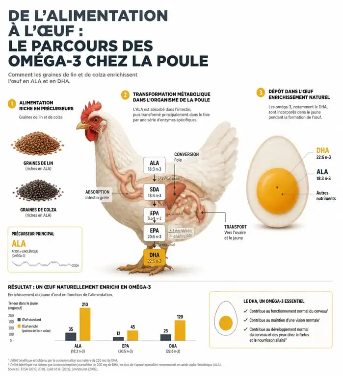 Infographie expliquant la présence et les bienfaits des oméga 3 dans les œufs selon l'alimentation des poules