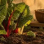Quand planter les blettes en pleine terre au potager