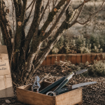 Quand tailler noisetier : sécateur et taille en hiver