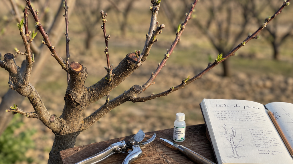 Quand tailler un pecher : pêcher taillé fin d’hiver, bourgeons au verger