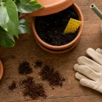 Marque de café dans une plante contre les moucherons