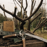 Quand tailler le grenadier, sécateur en hiver sur un grenadier