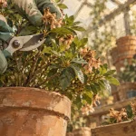 Tailler un azalée après floraison : coupe nette au sécateur sur azalée en pot