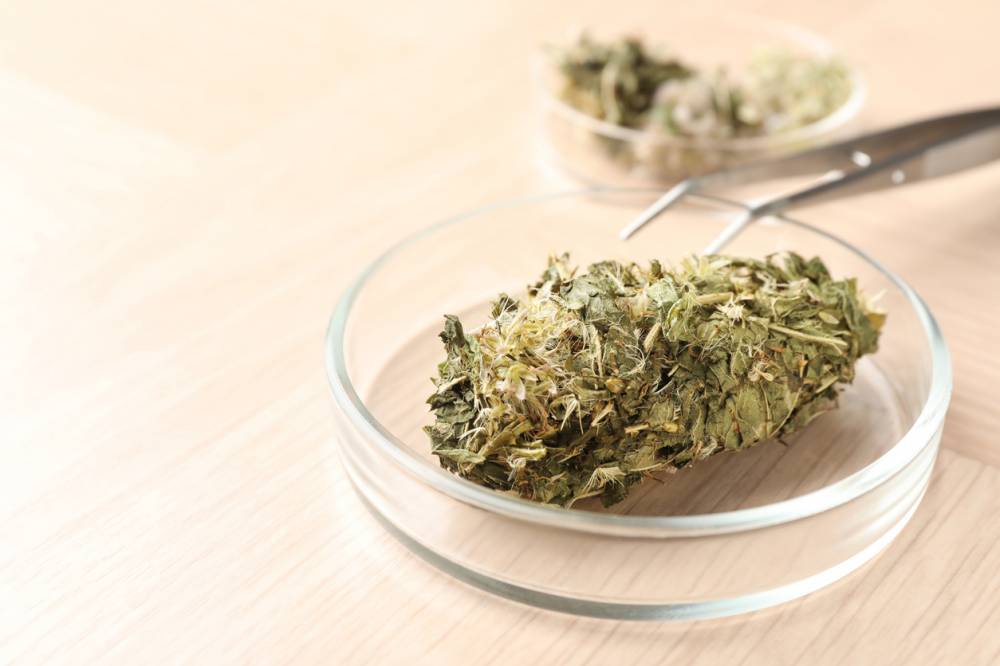 qualité CBD site en ligne